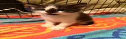 Ragdoll cats for sale: Ragdoll X Bombay - Advert 5