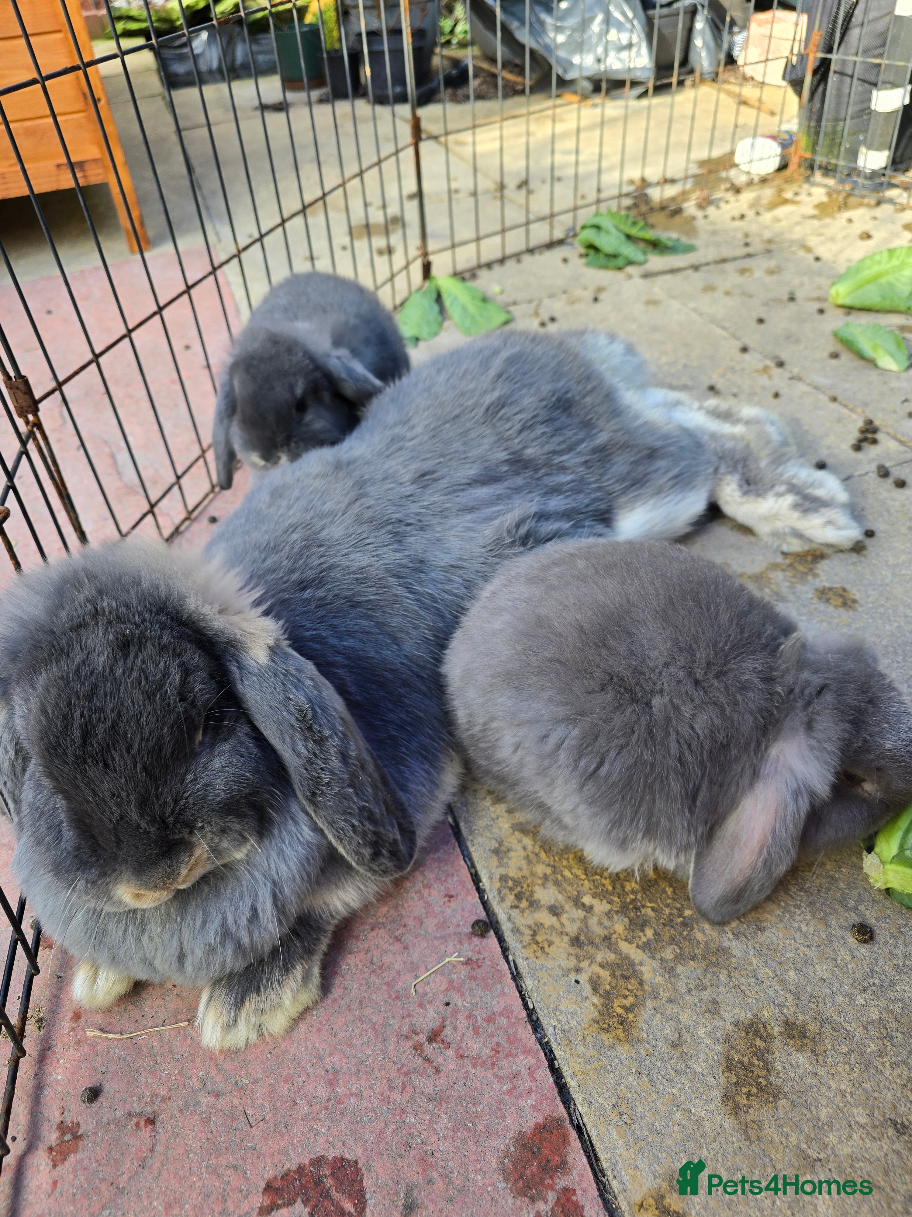French Lop rabbits Mini Lop x French Lop babies - Advert 1
