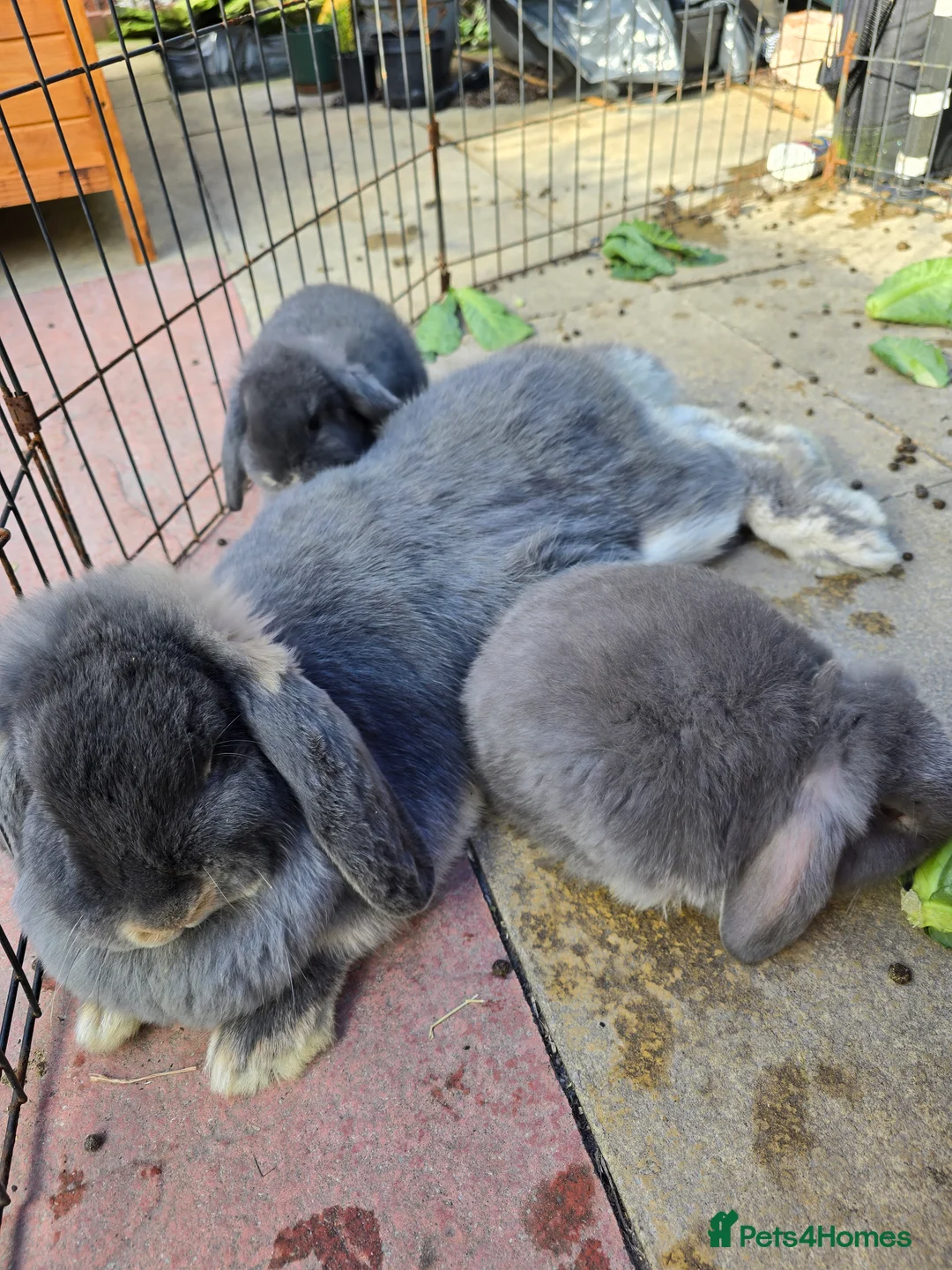 French Lop rabbits for sale: Mini Lop x French Lop babies - Advert 1