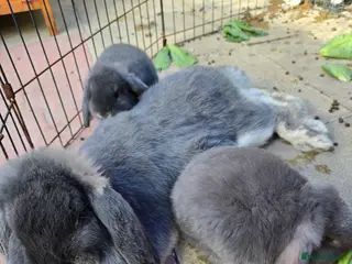 French Lop rabbits Mini Lop x French Lop babies - Advert 1