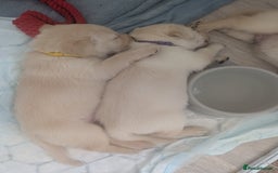 Labrador Retriever dogs for sale: Labrador puppies - Image 7