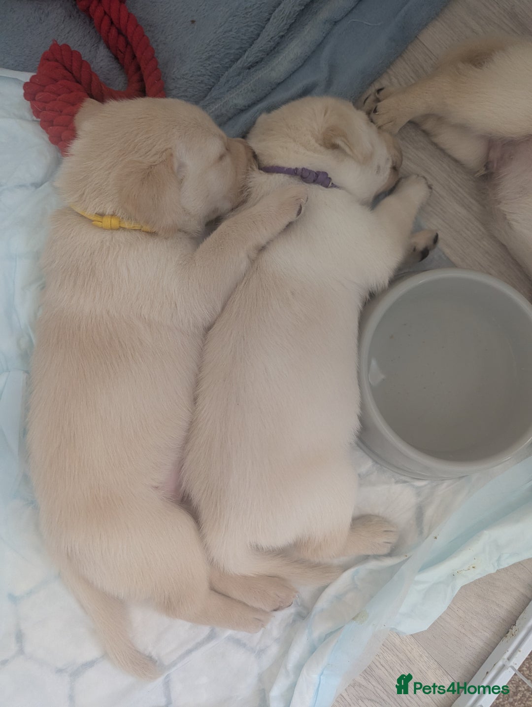 Labrador Retriever dogs for sale: Labrador puppies - Image 7