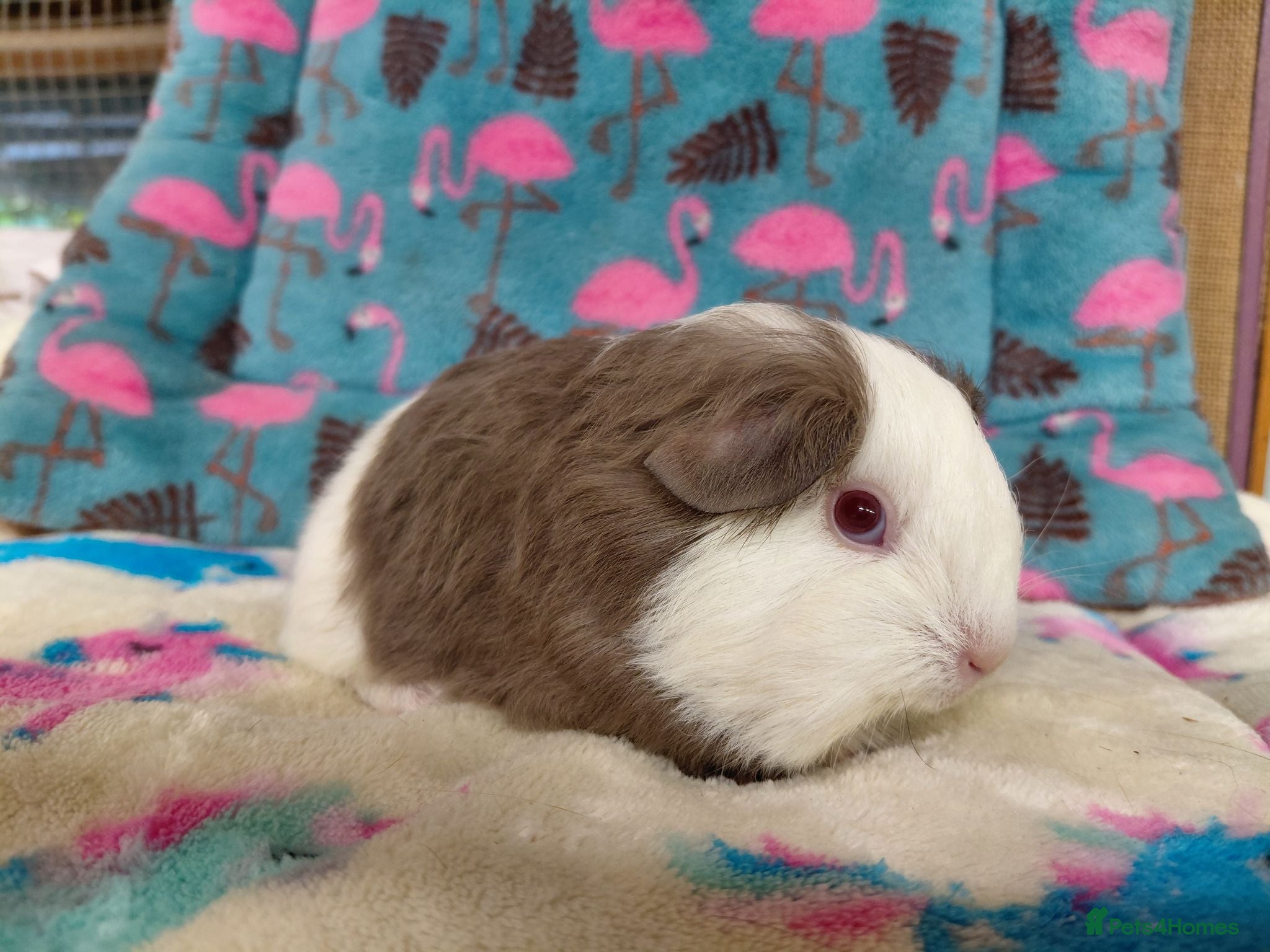 Guinea Pig rodents Pair Of Baby Sheltie Brothers To Reserve  - Advert 1