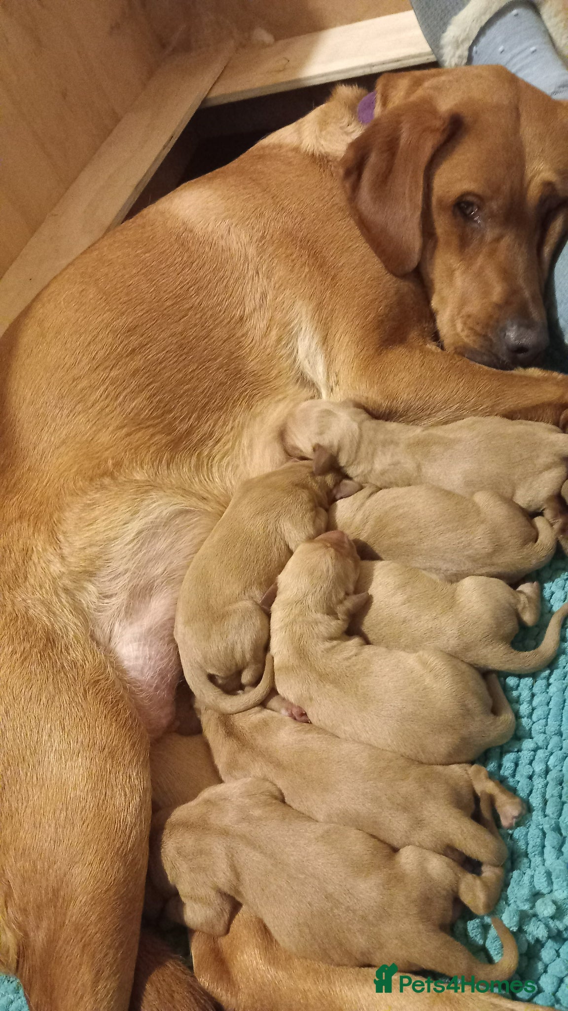 Labrador Retriever dogs KC Registered Red Labrador Retriever Puppies - Advert 1