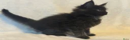 Maine Coon cats for sale: Stunning TICA Maine Coon Kittens active possible  - Advert 19