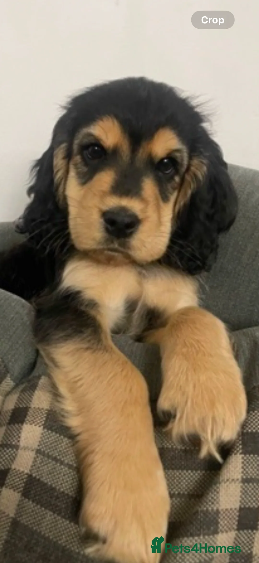 Cockerdor dogs for sale: Hector 2 year old Cockerdor  - Advert 21