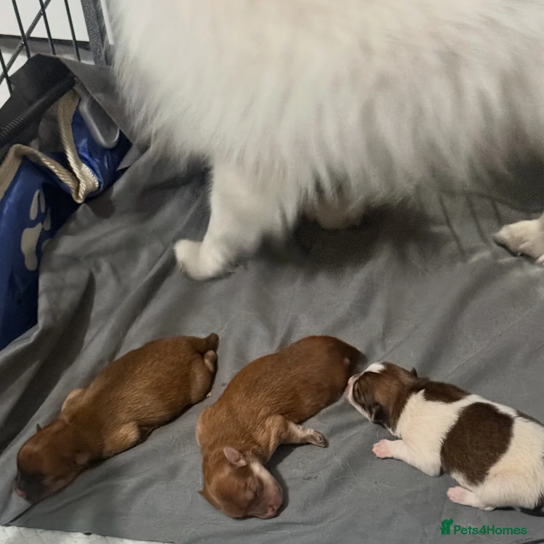 Mixed Breed dogs for sale: German spitz mix with pomchi  - Advert 7