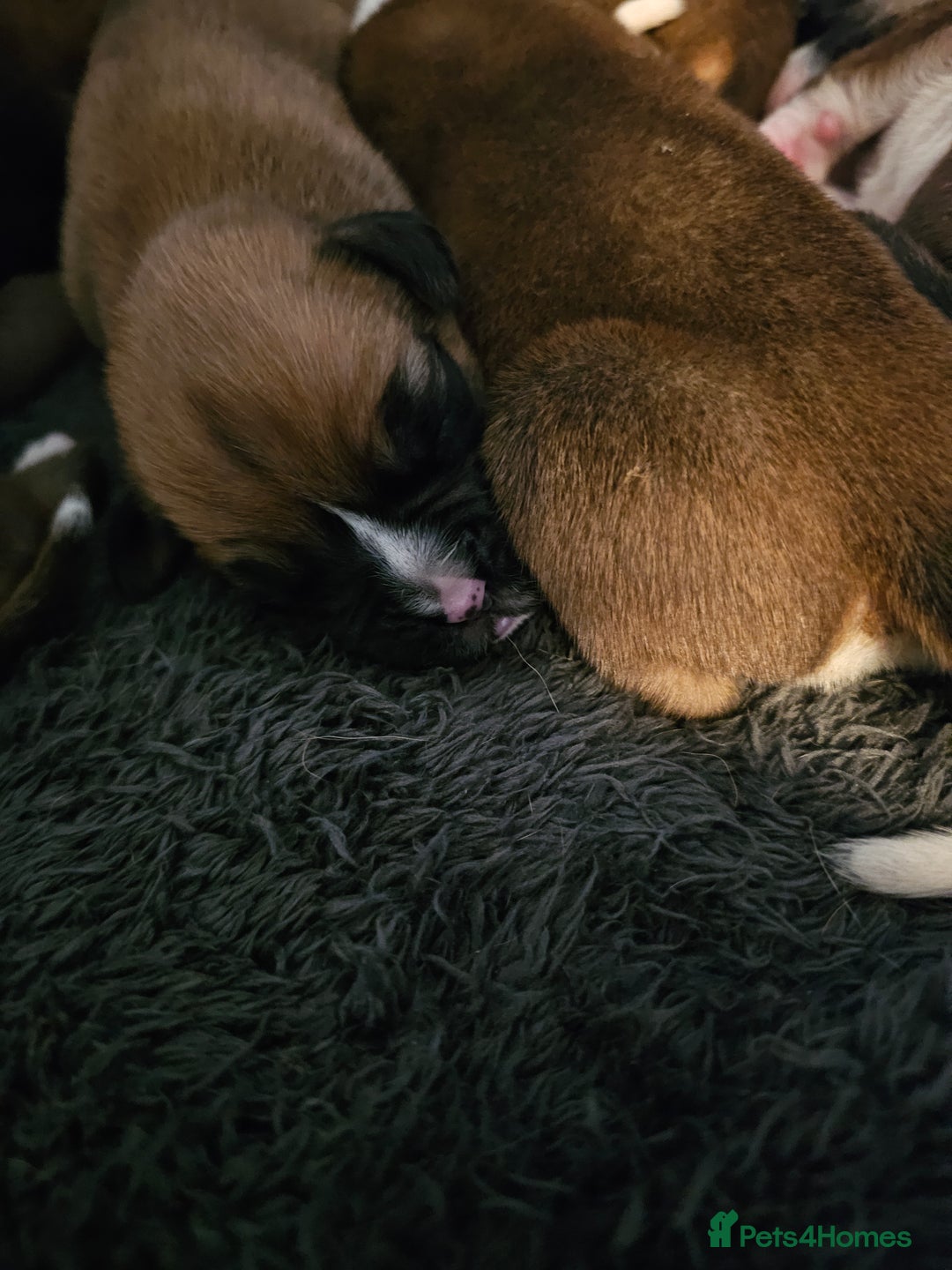 Boxer dogs for sale: Boxer babies - Advert 20