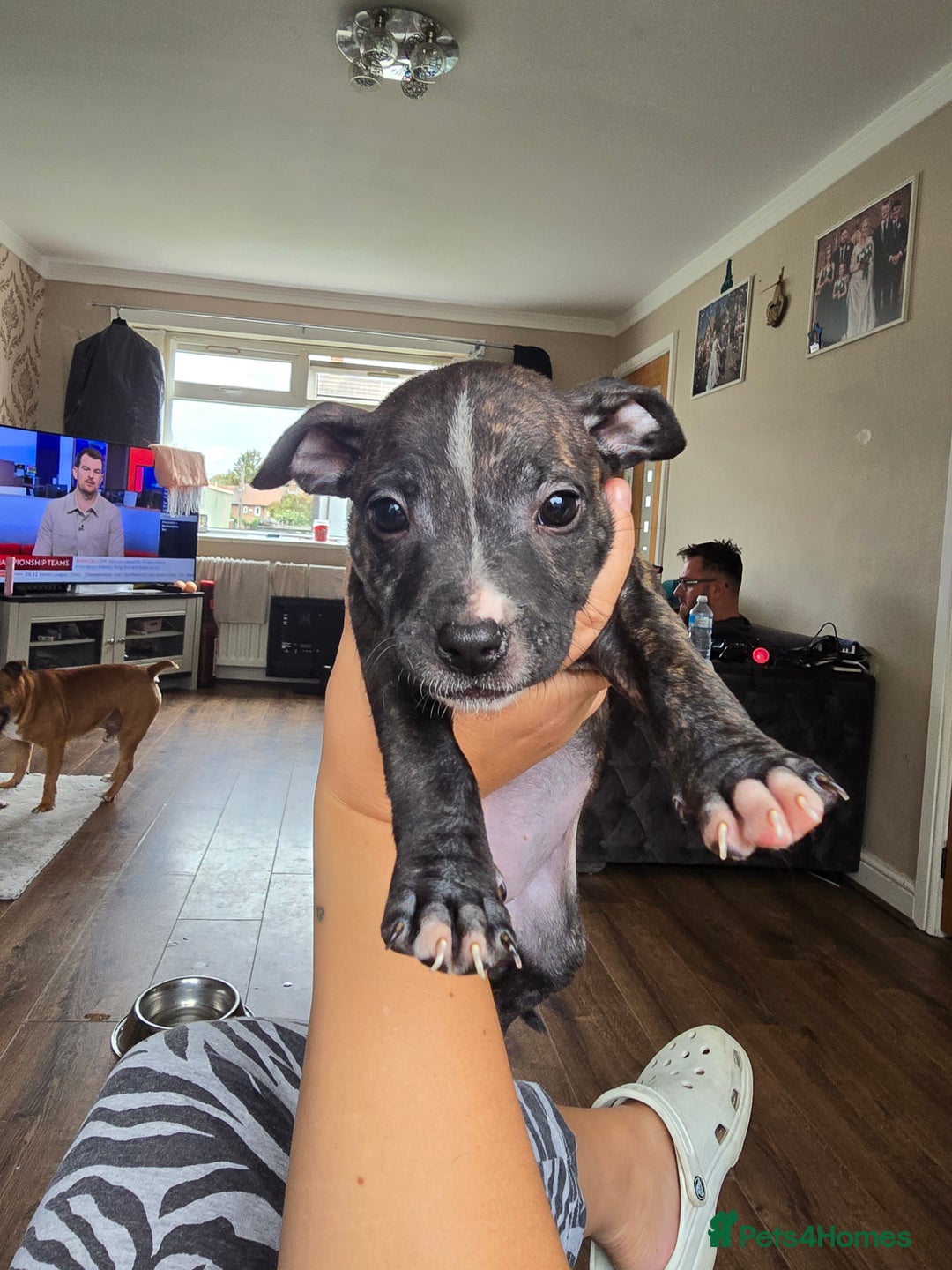 Staffordshire Bull Terrier dogs for sale: Female Staffies  - Image 5