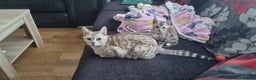 Bengal cats for sale: Snow mink Bengal boy - Advert 2