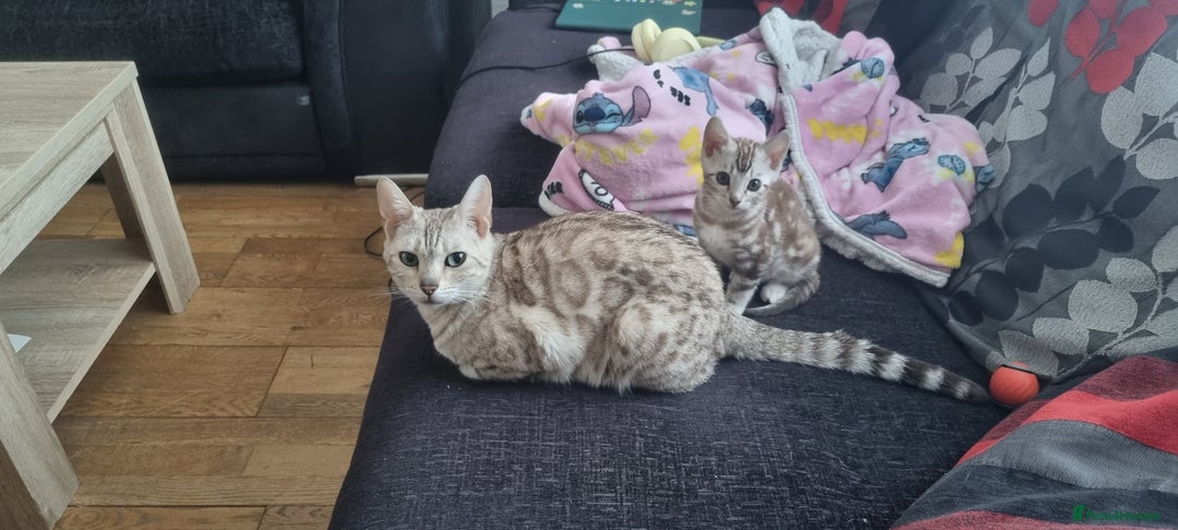 Bengal cats for sale: Snow mink Bengal boy - Advert 2