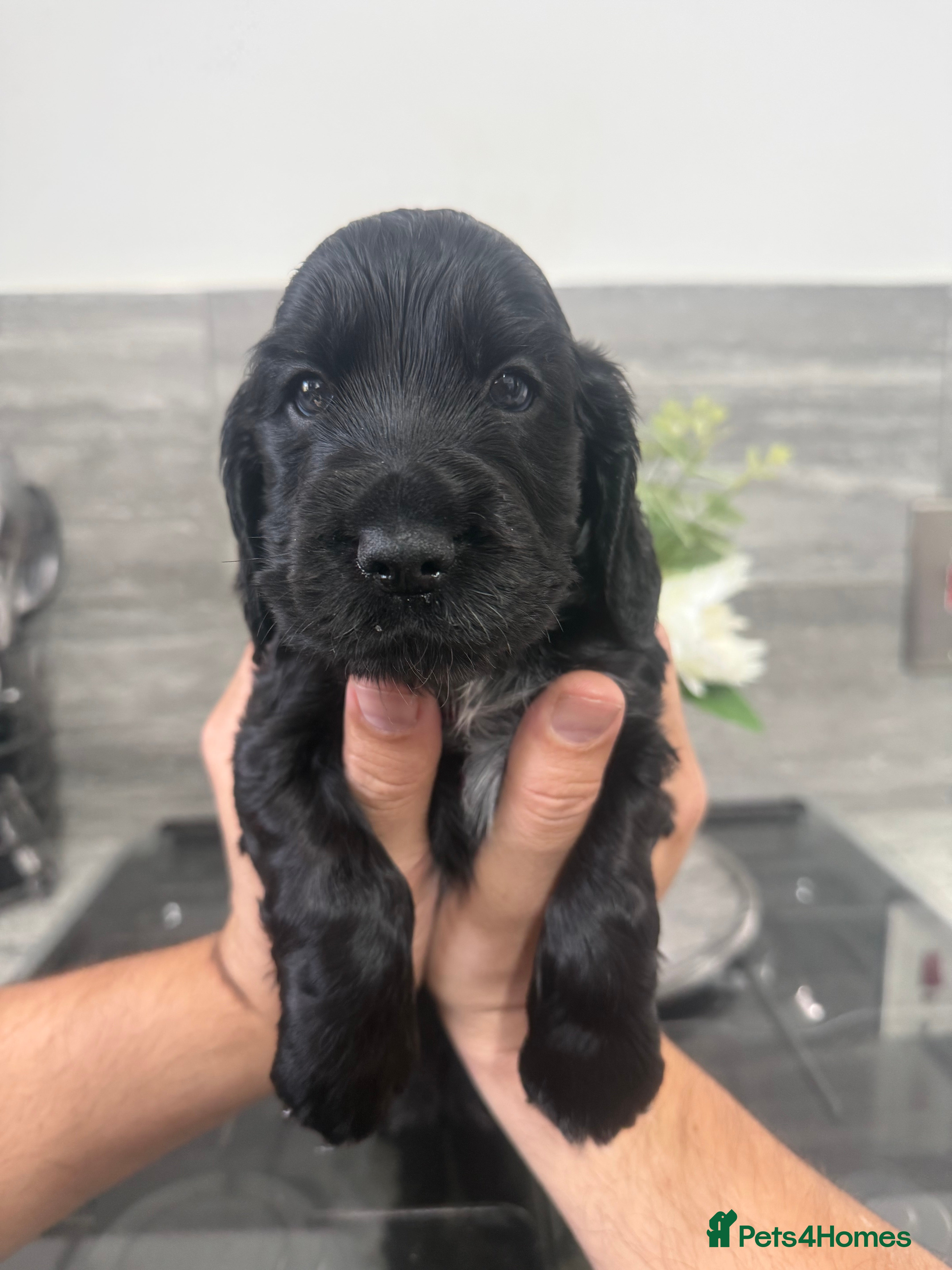 Cocker Spaniel dogs Stunning show cocker spaniels - Advert 2
