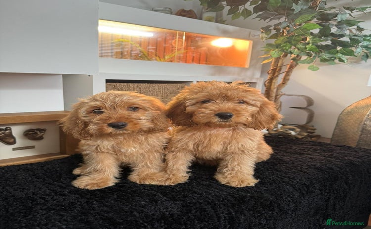 Cavapoo dogs - Advert 1