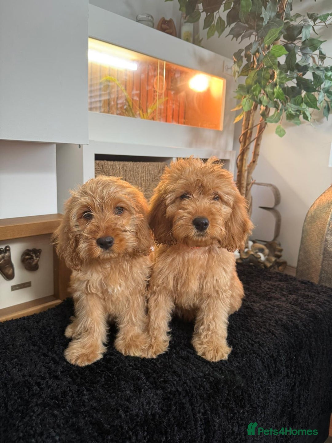 Cavapoo dogs for sale: Outstanding cavapoo pups - Image 1