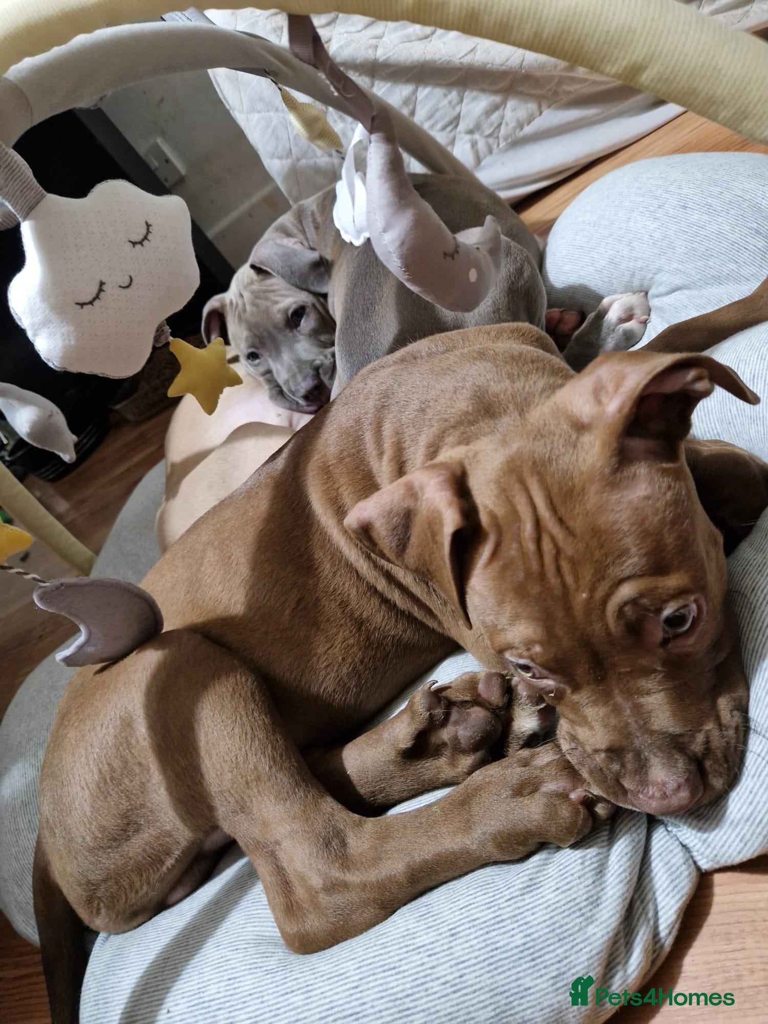 American Bulldog dogs 11 little hearts need their forever home - Advert 1