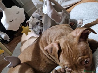 American Bulldog dogs 11 little hearts need their forever home - Advert 10