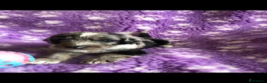 Cockapoo 3