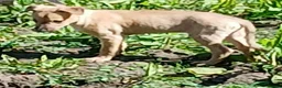 Lurcher dogs for sale: Quality Lurcher pups  in Cwmbran - Advert 5