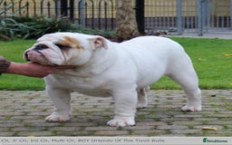 English Bulldog dogs for sale: Champion sired female bulldog for sale  - Image 12