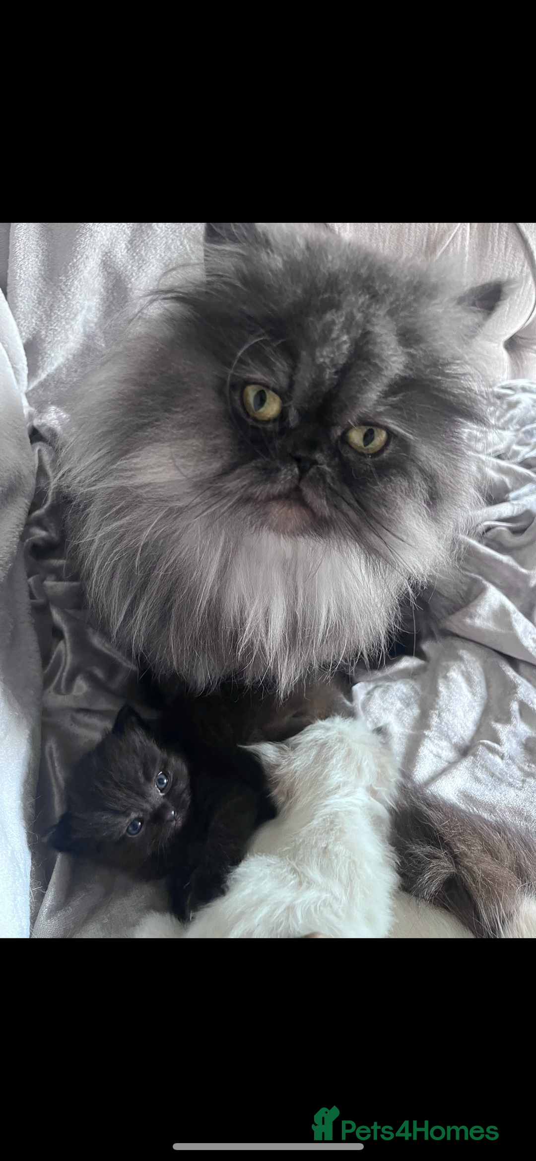 Mixed Breed cats for sale: Beautiful pershadoll ready to leave now ❤️ - Image 6
