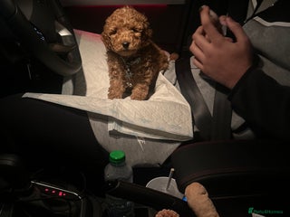 Cockapoo dogs for sale: Mylo our 9 weeks old cockapoo BOY - Advert 1