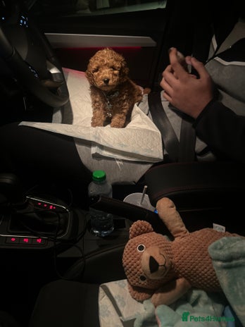 Cockapoo dogs Mylo our 9 weeks old cockapoo BOY - Advert 11