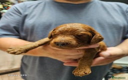 Mixed Breed dogs for sale: FULLY HEALTH TESTED FOX RED MINIATURE COCKAPOOS  - Image 9