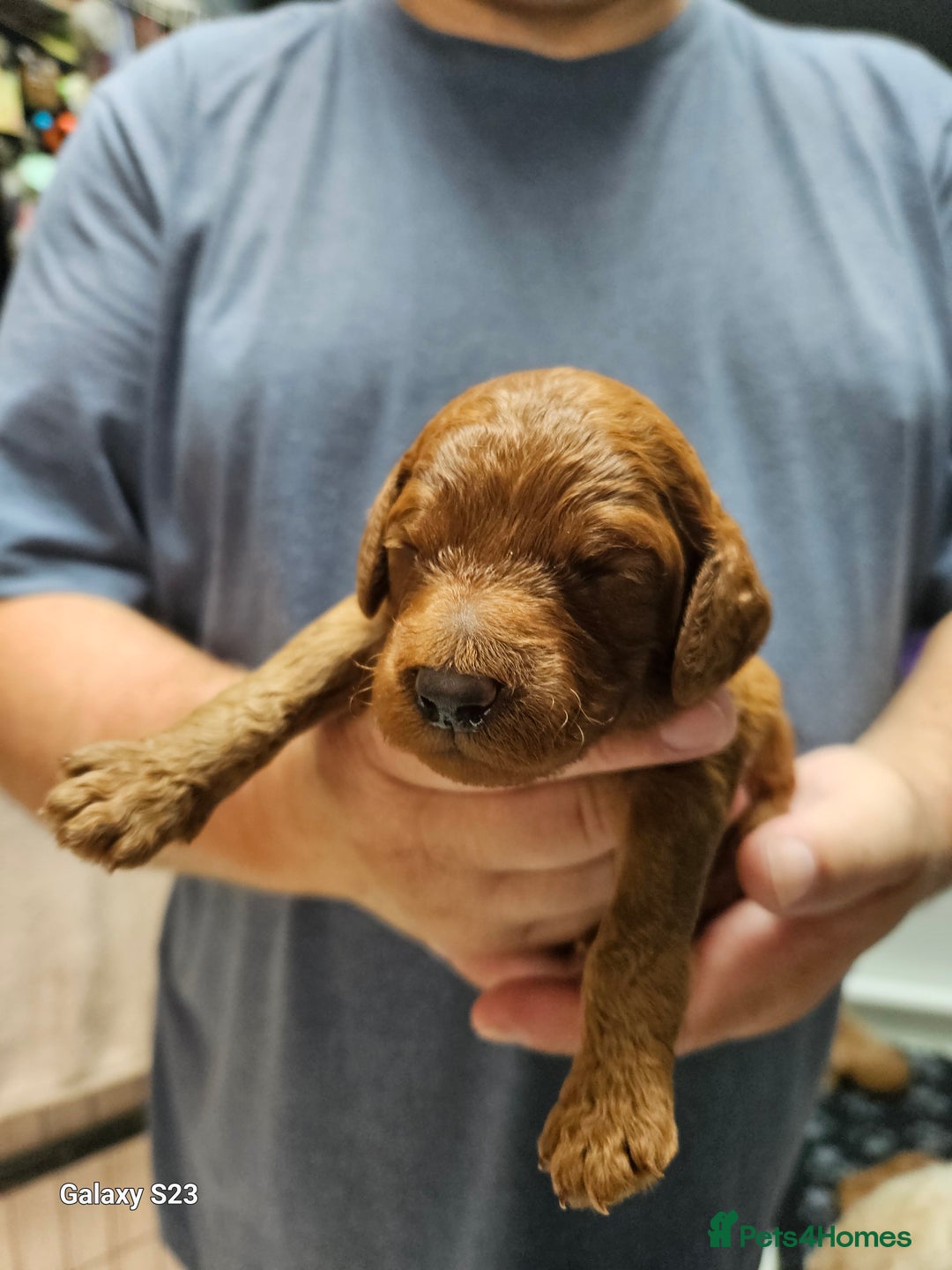 Mixed Breed dogs for sale: FULLY HEALTH TESTED FOX RED MINIATURE COCKAPOOS  - Image 9