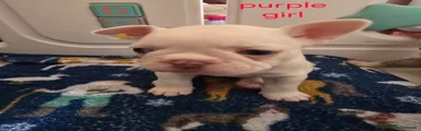 French Bulldog Puppy 7