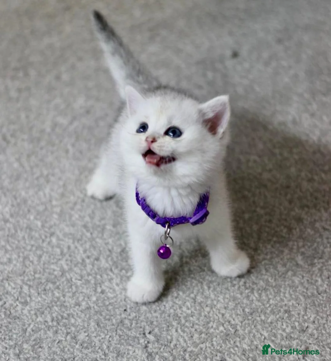 British Shorthair cats for sale: White British Shorthair Kittens – Rare Green Eyes - Advert 14