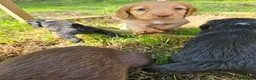 Cocker Spaniel dogs for sale: Extremely well bred cocker spaniel puppies - Advert 20