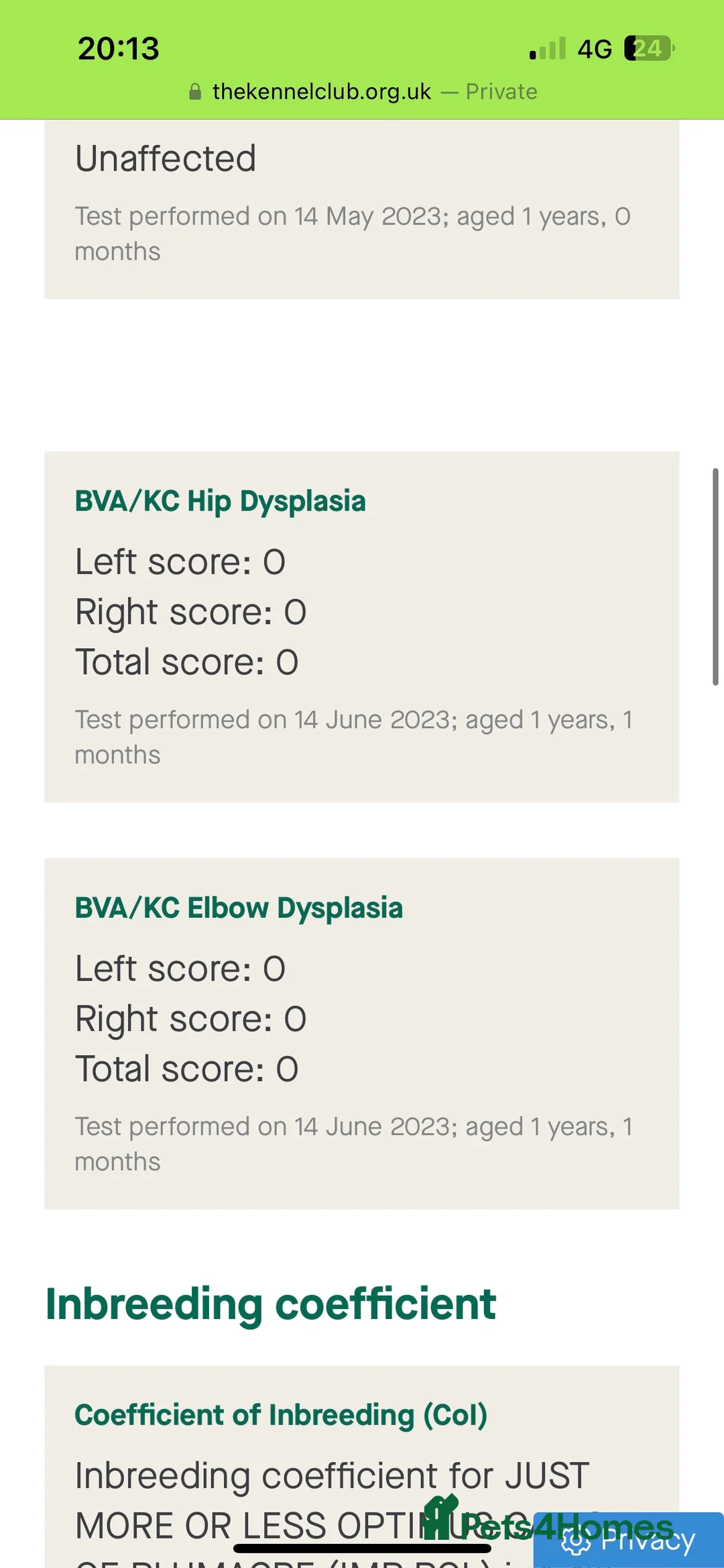 Flat coated Retriever dogs for stud: PROVEN Flatcoated Retriever for Stud 0/0 Hips in Bishop Auckland - Advert 11