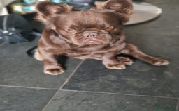 French Bulldog dogs for stud: Visual fluffy Choc Rojo and Isabella  in London - Image 5