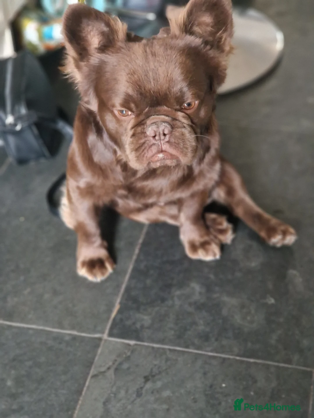 French Bulldog dogs for stud: Visual fluffy Choc Rojo and Isabella  in London - Advert 5