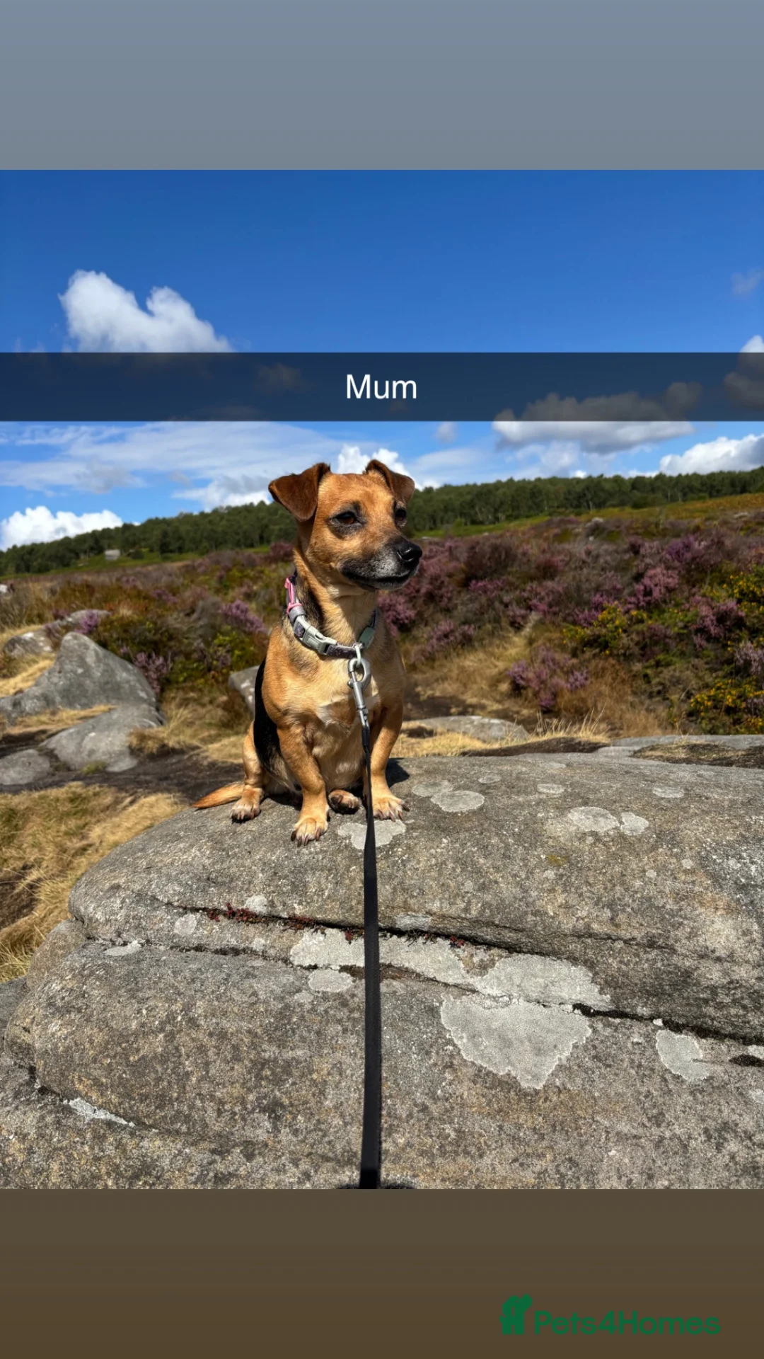 Jack Russell dogs for sale: Our beautiful girl Fia is having babies 💙 in Swadlincote - Advert 1