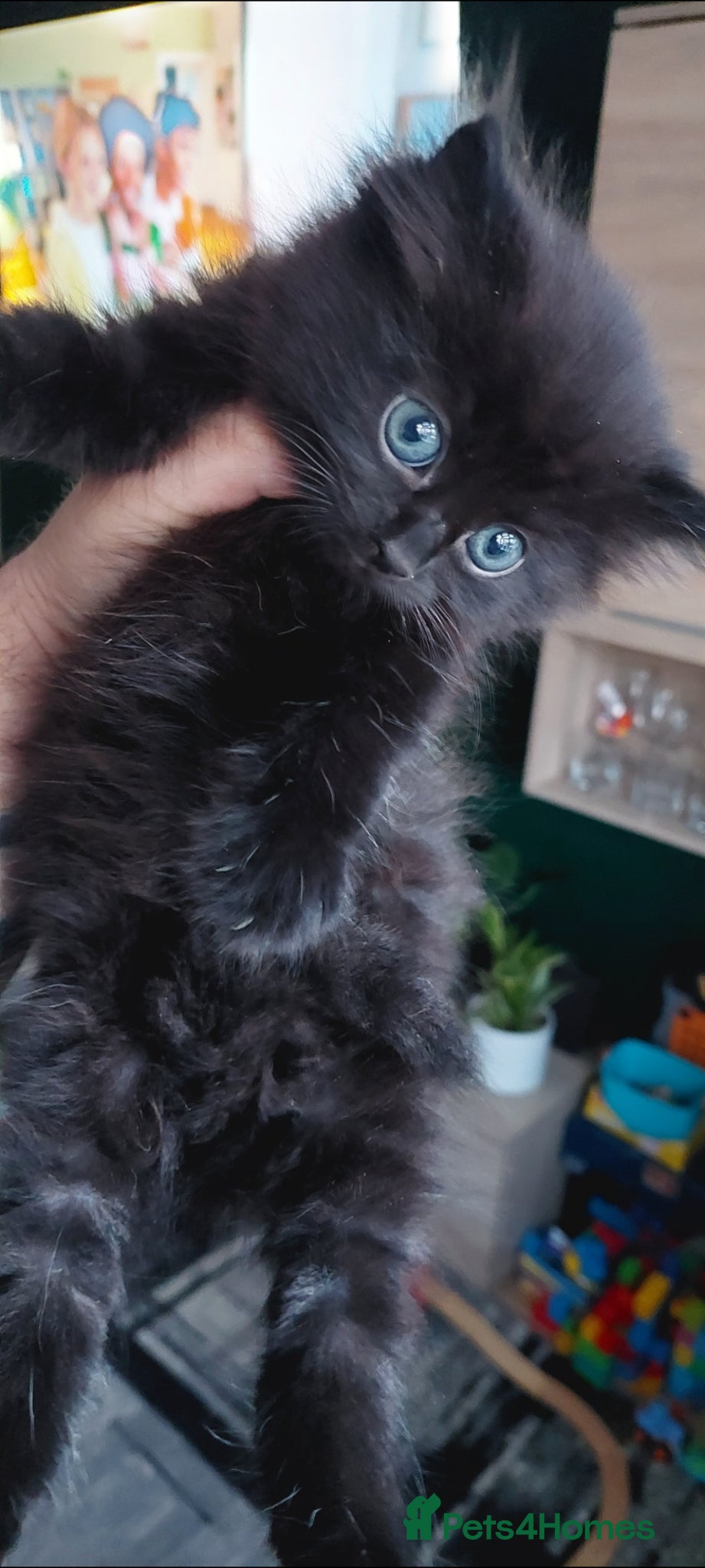 Mixed Breed cats Last fluffy girl left - Advert 18