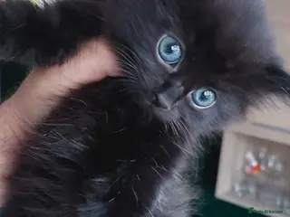 Mixed Breed cats Last fluffy girl left - Advert 18