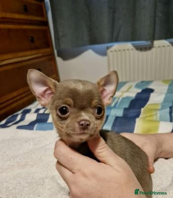 Chihuahua dogs KC registered Chihuahua  - Advert 2