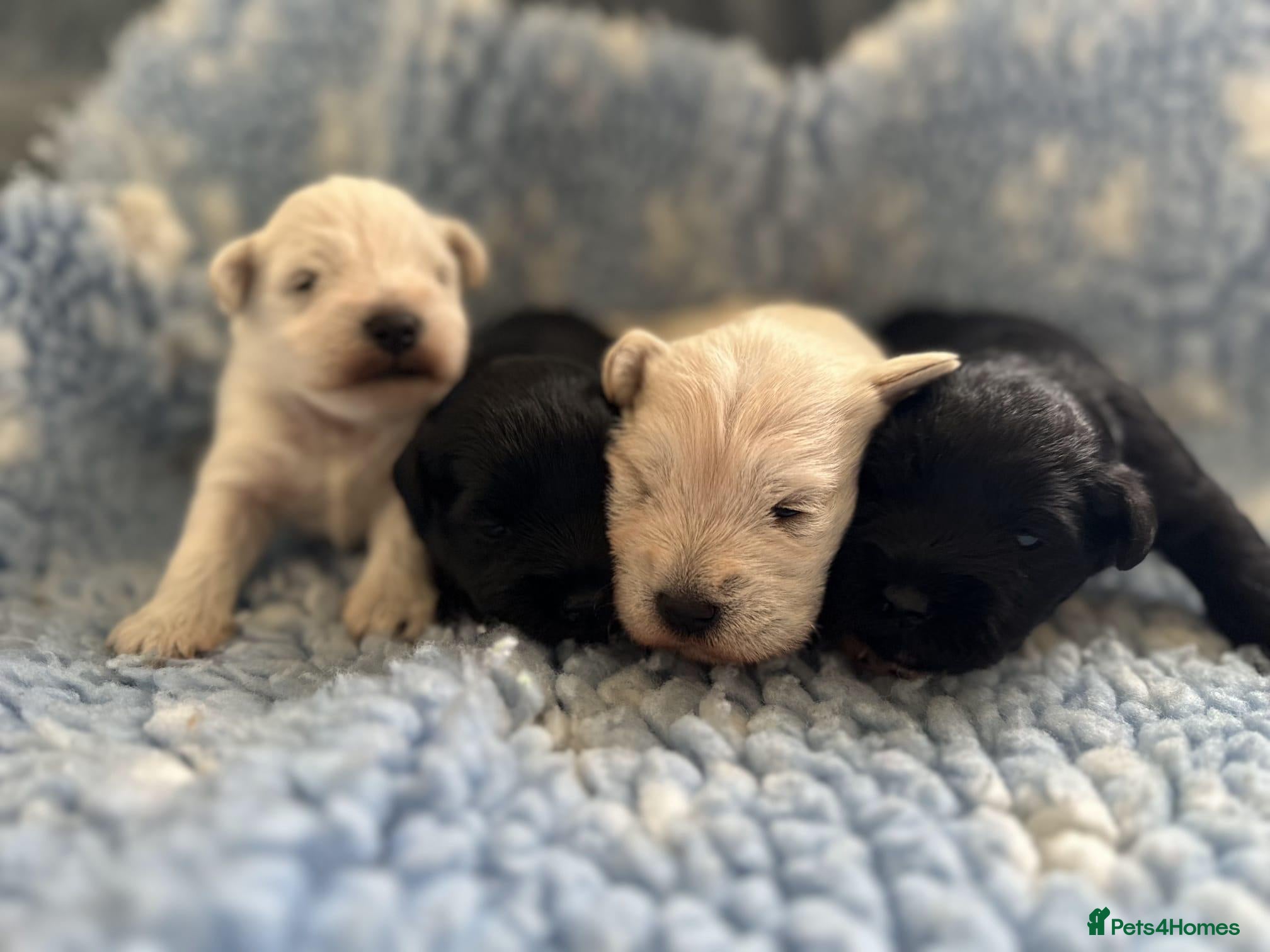 Miniature Schnauzer dogs KC Registered Miniature Schnauzer Puppies For Sale - Advert 1
