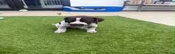 German Shorthaired Pointer dogs for sale: German Short Haired Pointer Puppies  - Advert 10