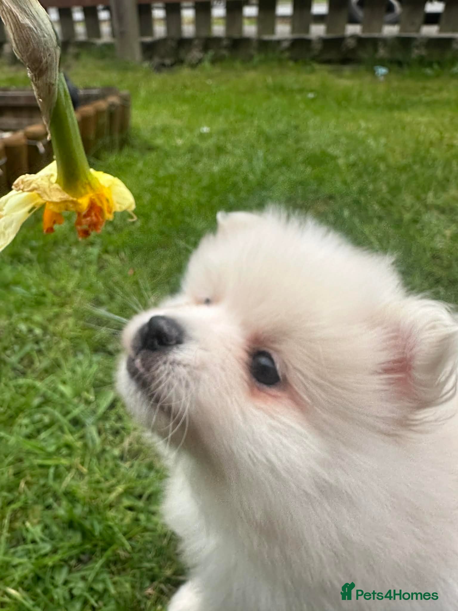 Pomeranian dogs volpino Italiano Pomeranian x  **  Pomeranian  - Advert 11