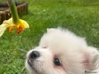 Pomeranian dogs volpino Italiano Pomeranian x ** Pomeranian - Advert 11