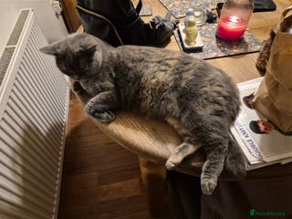 British Shorthair cats Beautiful British Shorthaired - Advert 1