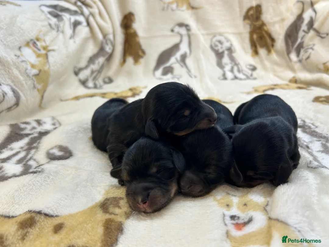 Miniature Dachshund dogs for sale: 🤎Miniature Long-Haired Dachshund Puppies🤎 - Advert 2
