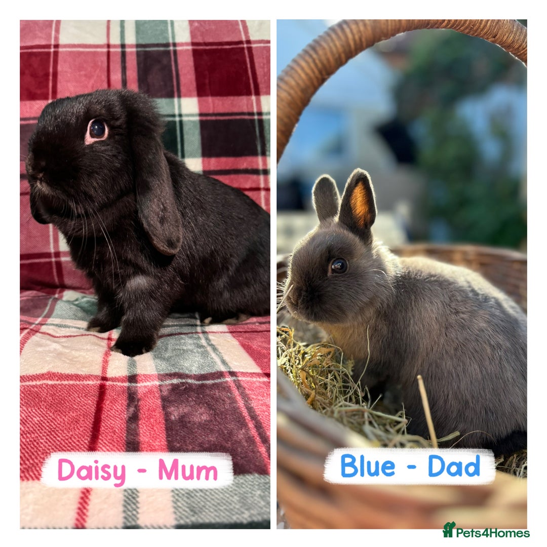 Mixed Breed rabbits for sale: 🐰Beautiful Mini Lop x Netherland Dwarf Rabbits🐰 - Advert 5