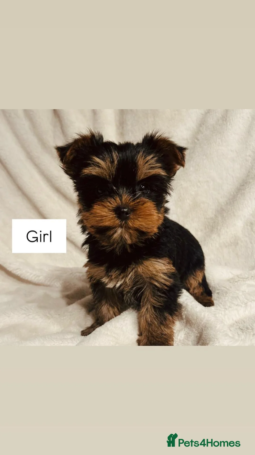 Yorkshire Terrier dogs for sale: Gorgeous Yorkshire terrier puppies - Advert 3