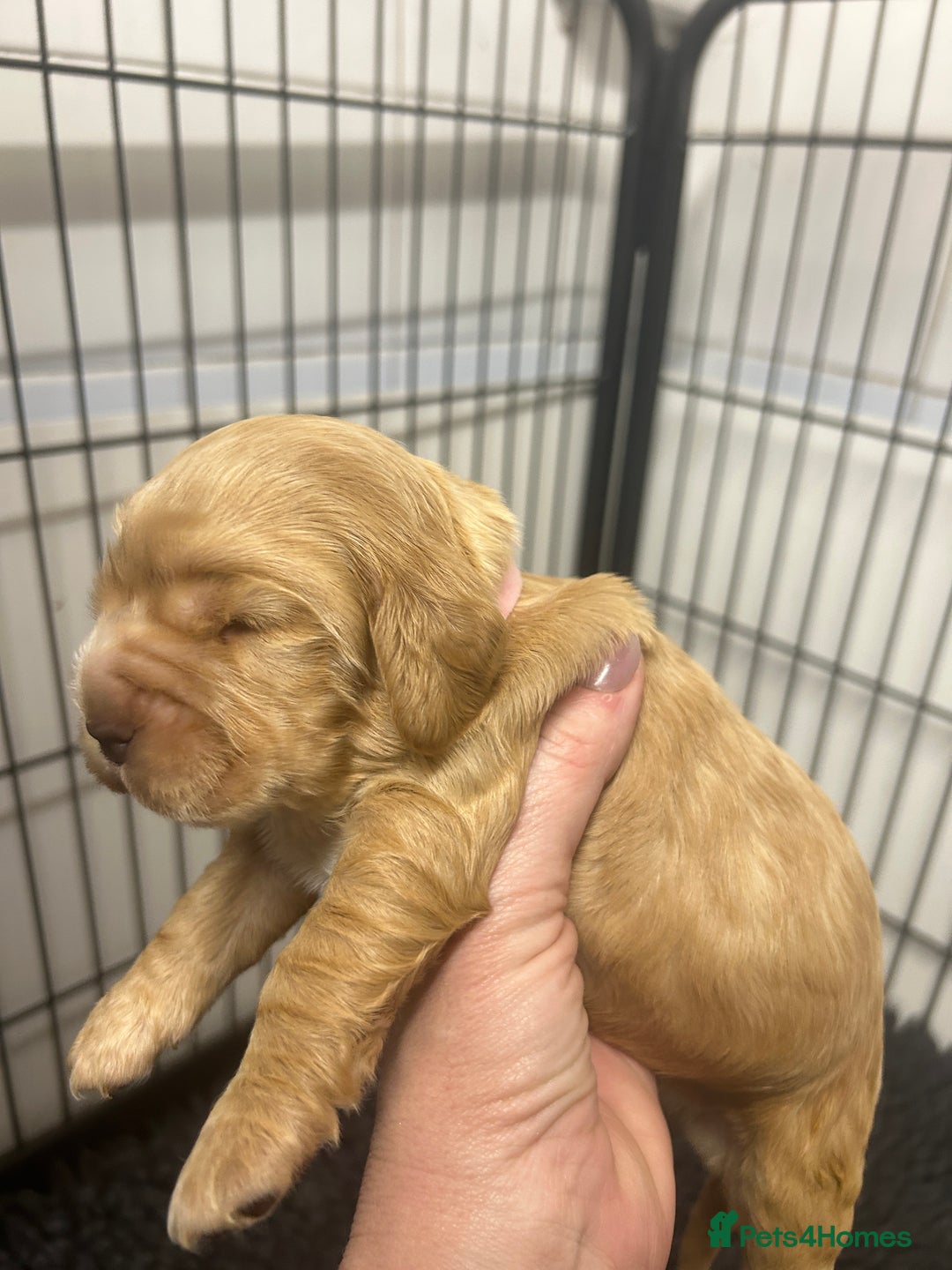 Cocker Spaniel dogs for sale: New litter of quality KC show cocker spaniels  - Advert 15