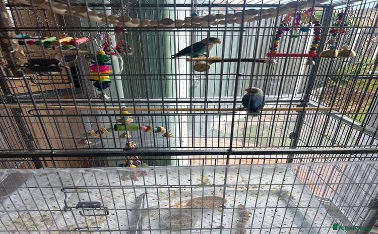 Lovebirds birds - Advert 2