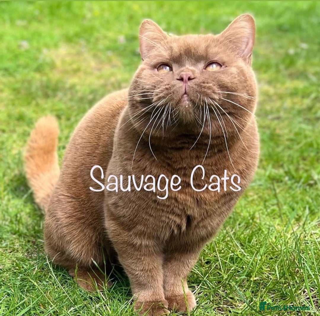 British Shorthair cats for sale: Champion lines Lilac BSH kittens  - Advert 5