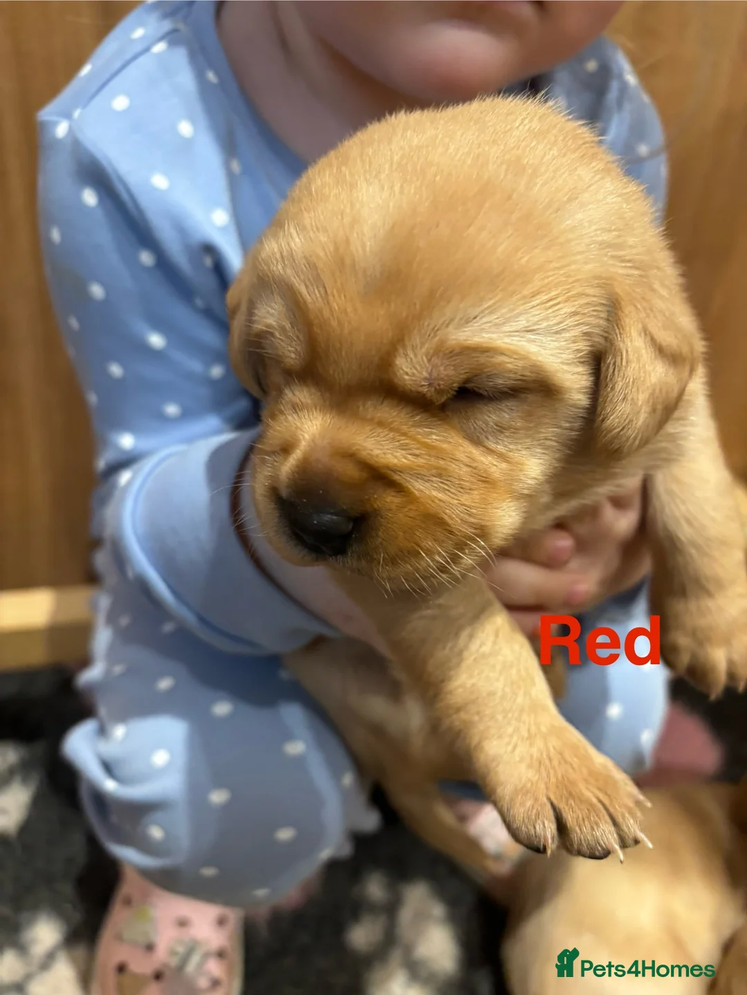 Labrador Retriever dogs for sale: Beautiful Labrador Puppies - Advert 19